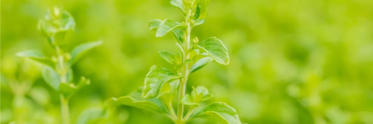 Calamintha nepeta subsp. nepeta