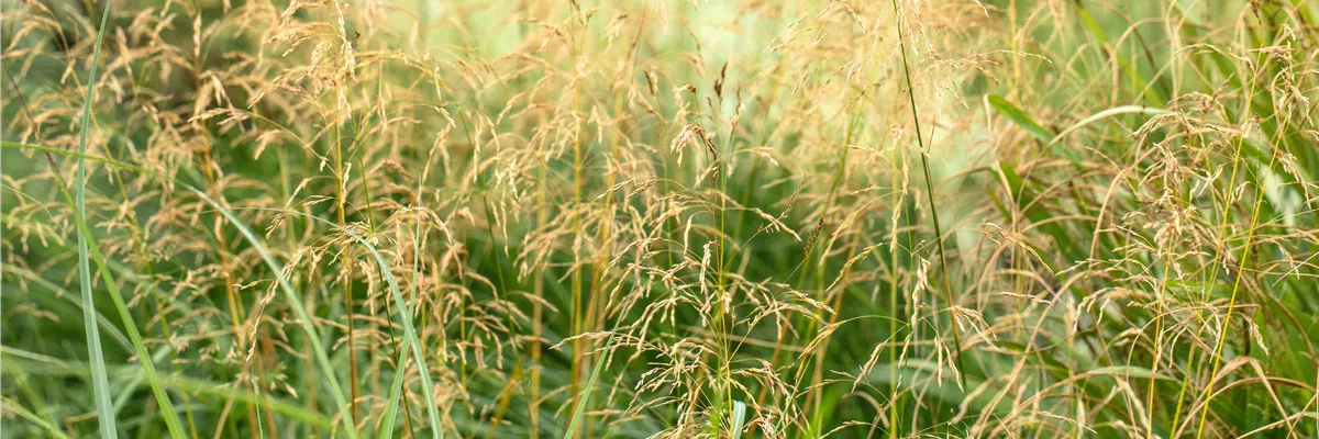 Panicum virgatum