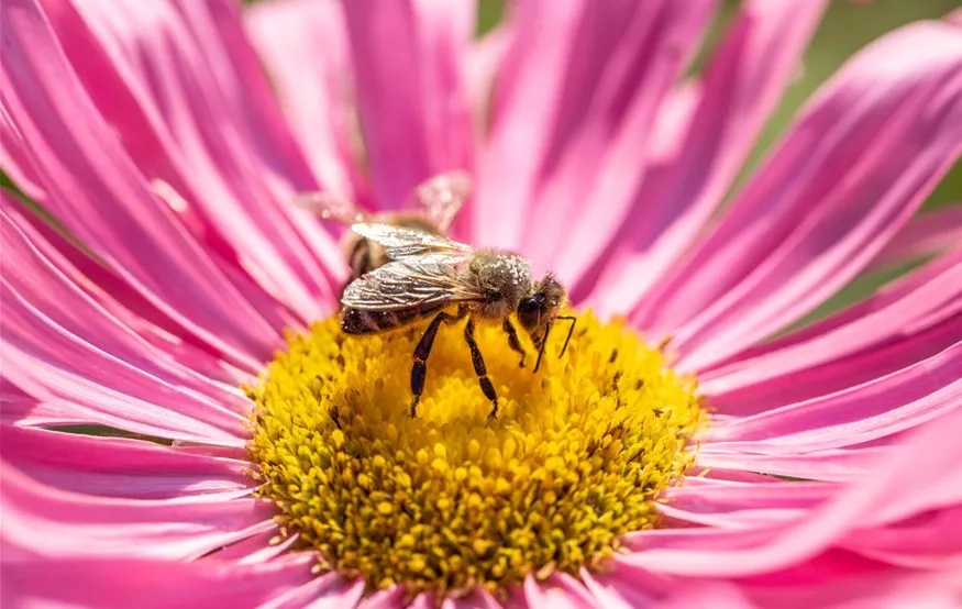 Bienen auf Blüte