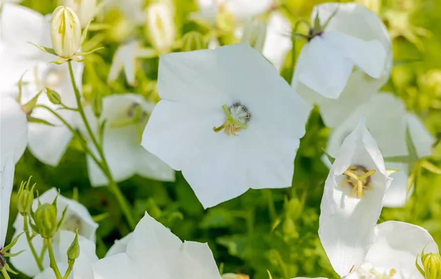 Campanula carpatica 'Weiße Clips'